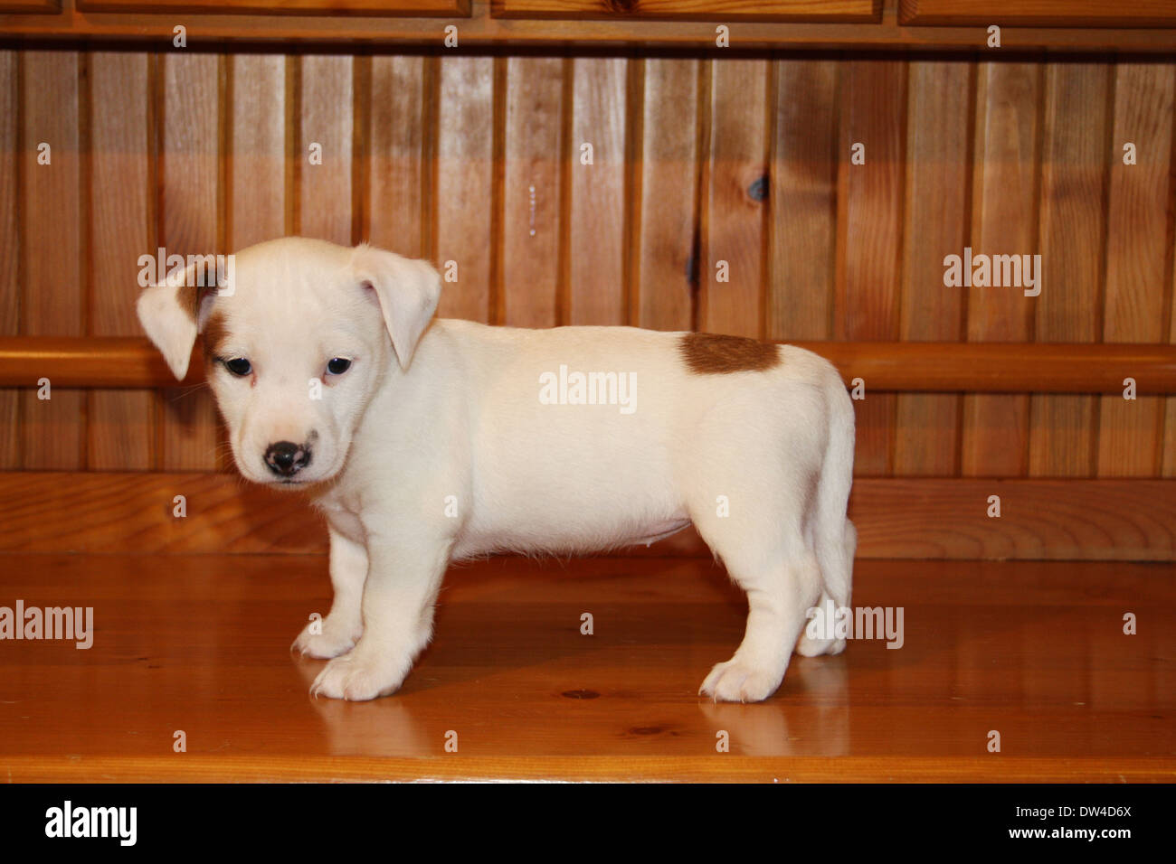 Jack Russel Terrier Puppy Fotos E Imagenes De Stock Alamy