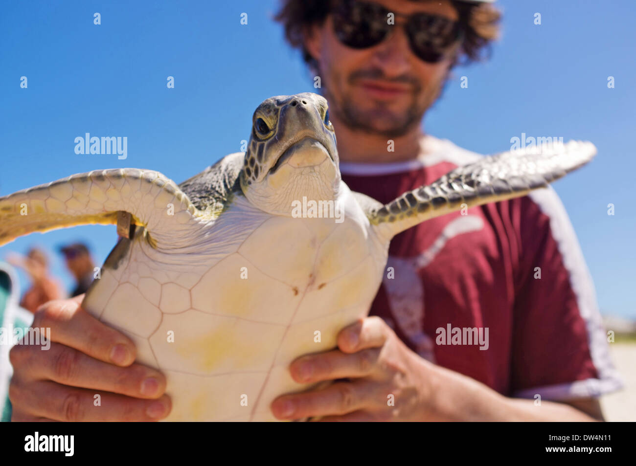 Trabajador de conservación marina se prepara para liberar una tortuga verde en el océano de Grace Bay, Providenciales, Islas Turcas y Caicos Foto de stock