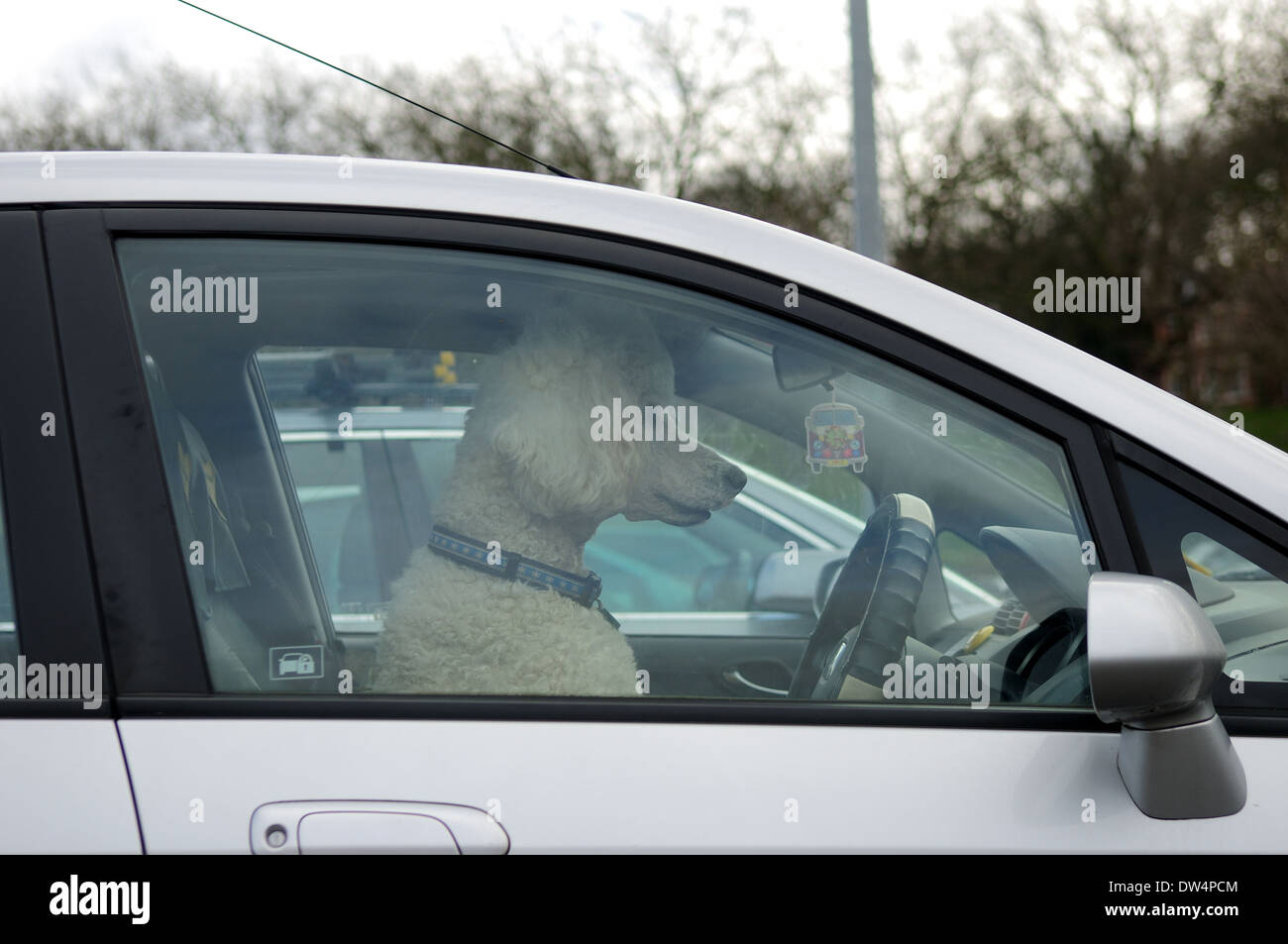 perro sentado en un rojo coche en el la carretera 32849240 Foto de stock en  Vecteezy