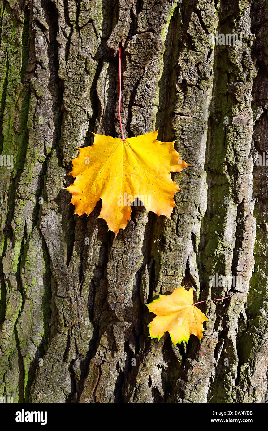 Etude otoño amarillo con hojas de arce Foto de stock