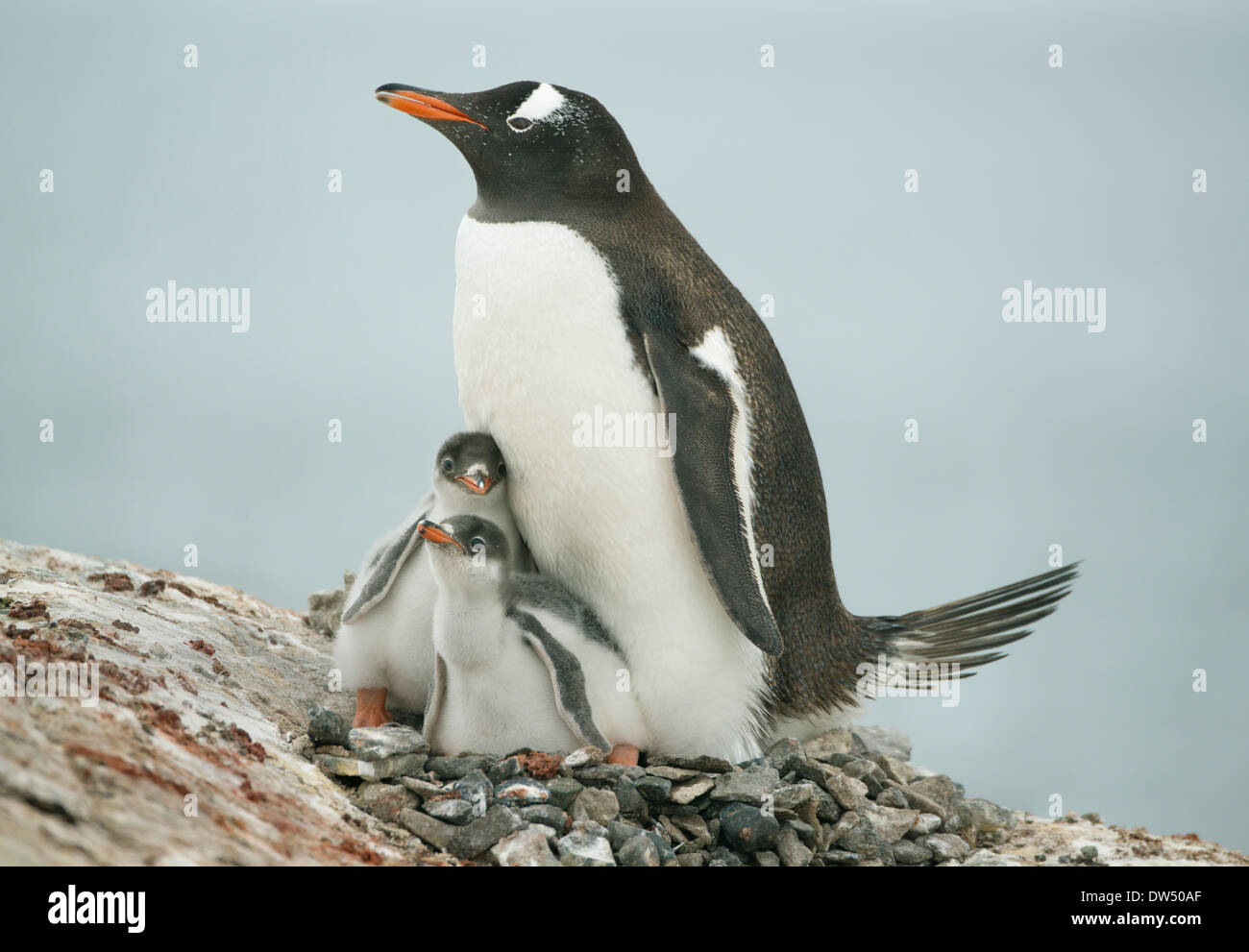 Con polluelos de pingüinos papúa (Pygoscelis papua) Isla Pleneau, Península Antártica, en la Antártida Foto de stock