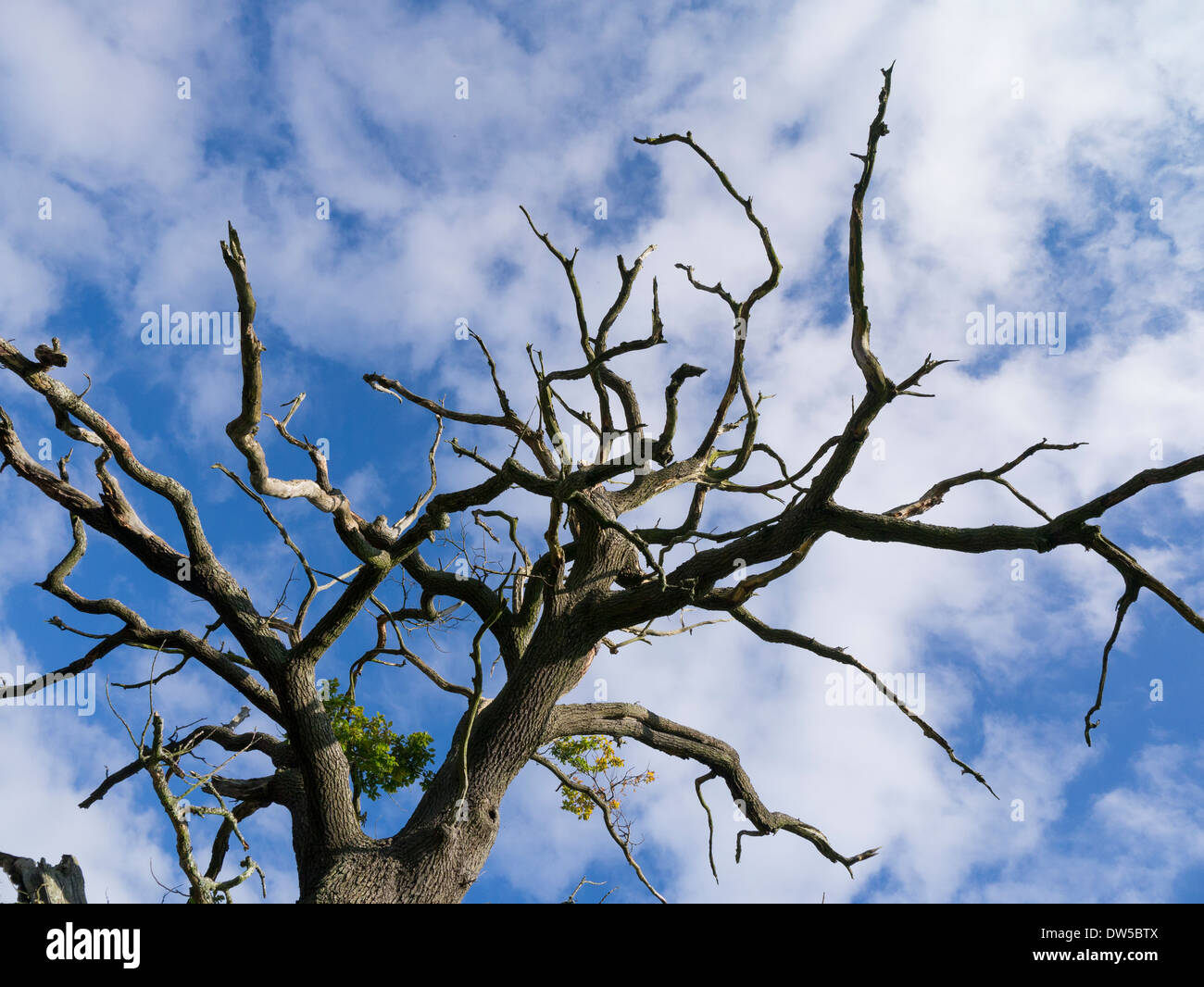 Un árbol muerto en un campo de Shropshire Foto de stock