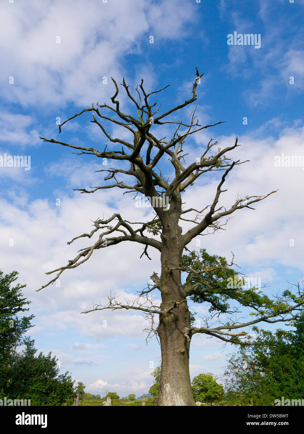 Un árbol muerto en un campo de Shropshire Foto de stock