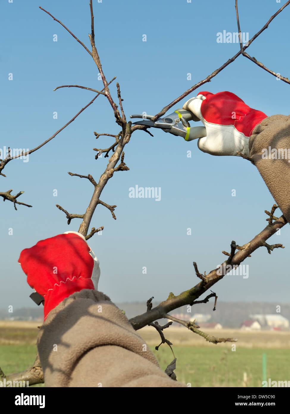 Joven Jardinero poda de ramas de árboles de manzana con pruners Foto de stock