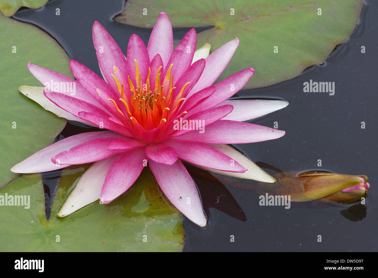 Lirio de agua rosa fotografías e imágenes de alta resolución - Alamy