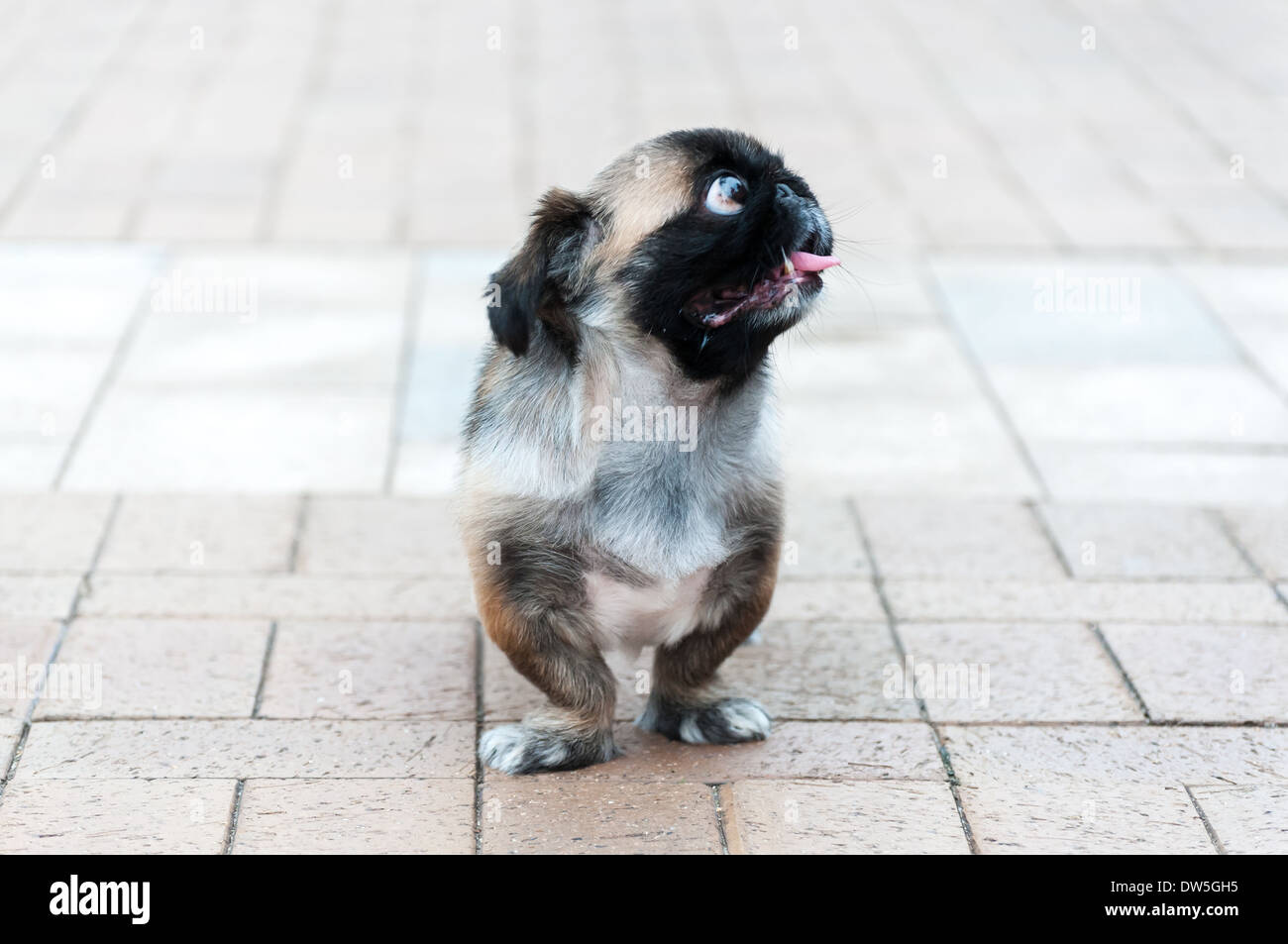 Pequeño Perro feo con lengua afuera mirando fuera de cámara Foto de stock