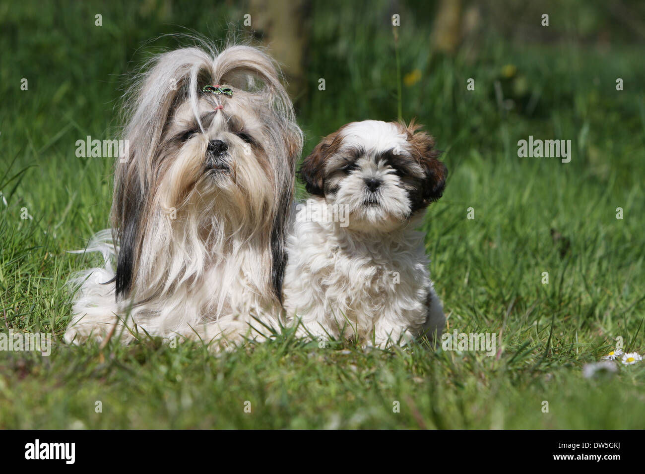 Shih Tzu perro / adulto y cachorro en una pradera Fotografía de stock -  Alamy