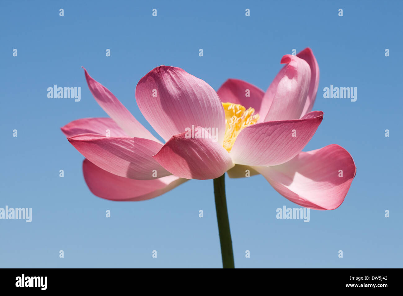 Pink Lotus sobre cielo azul, ver fro debajo Foto de stock