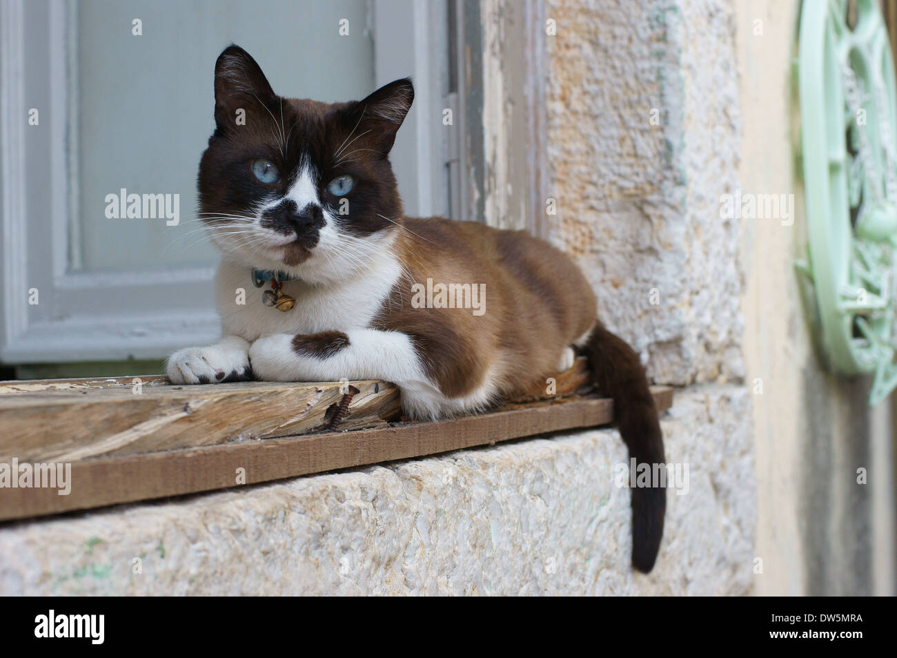 Multicolor gato sentado en el alféizar de la ventana de Lisboa Alfama Foto de stock