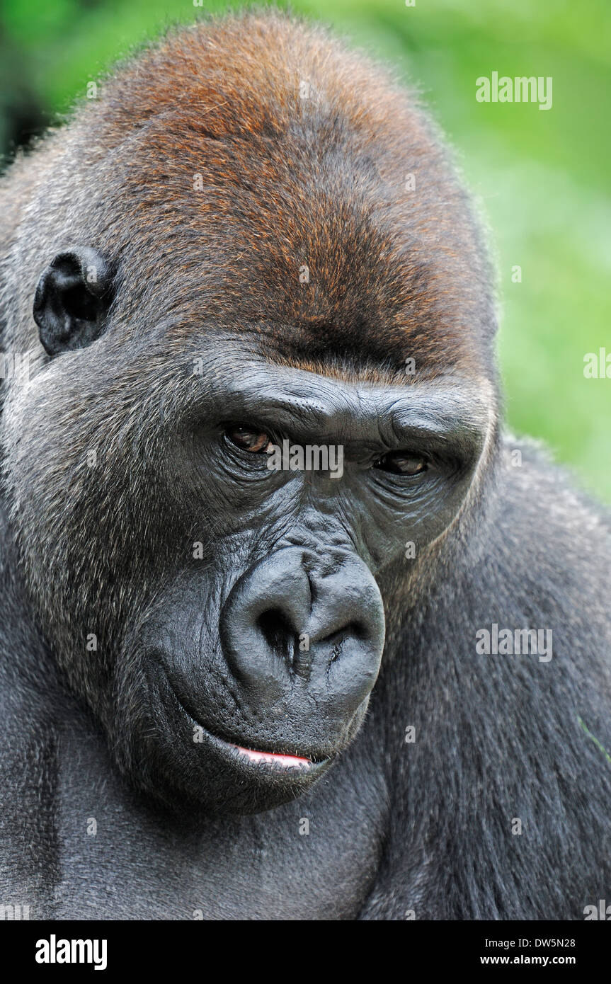 Gorila de las tierras bajas occidentales (Gorilla gorilla gorilla), macho Foto de stock
