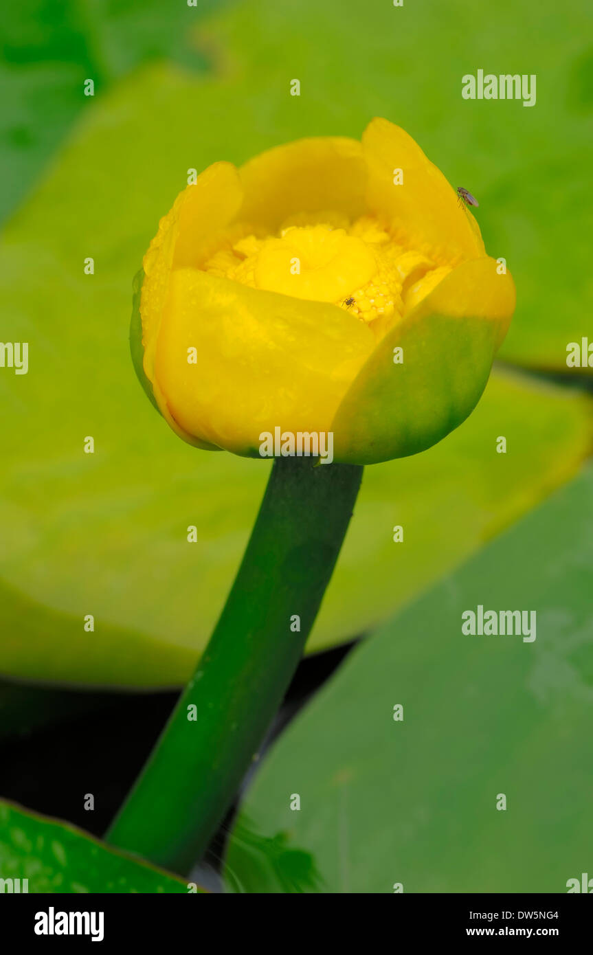 Lirio de Agua Amarilla o Brandy-Bottle (Nuphar lutea), Renania del Norte-Westfalia, Alemania Foto de stock
