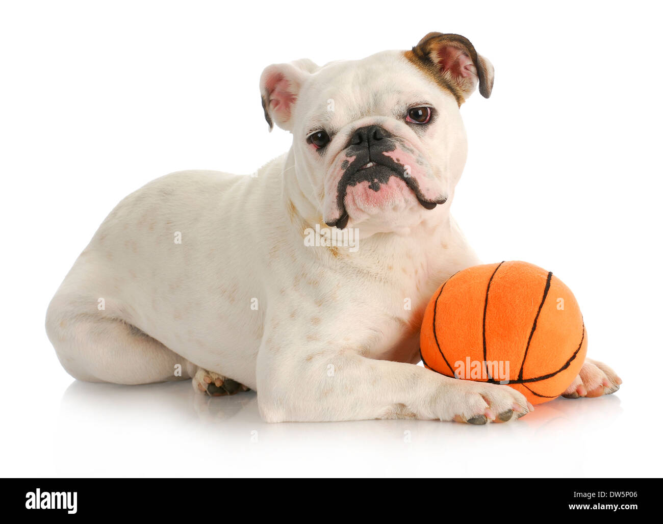 Perro jugando a la pelota - sentar con Peluche Bulldog Inglés baloncesto  sobre fondo blanco Fotografía de stock - Alamy