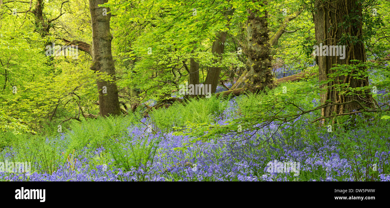 Bluebell woodland en madera, Portbury Priores, Avon, Inglaterra. La primavera (Mayo de 2013). Foto de stock