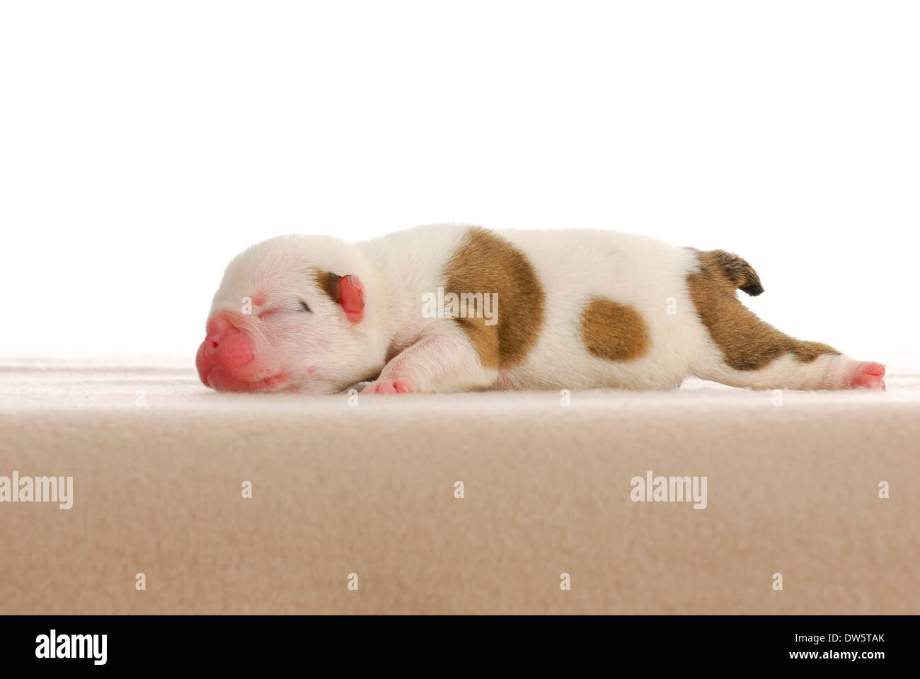 Recién nacido masculino bulldog inglés Puppy - cuatro días de antigüedad  Fotografía de stock - Alamy