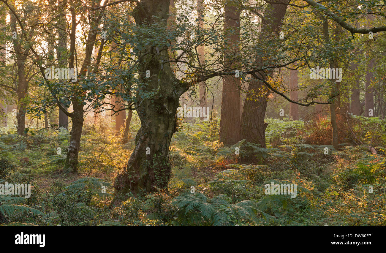 La luz del sol de la mañana ilumina un bosque cerca del puesto de Webber, Exmoor, Somerset, Inglaterra. Verano (agosto de 2013). Foto de stock