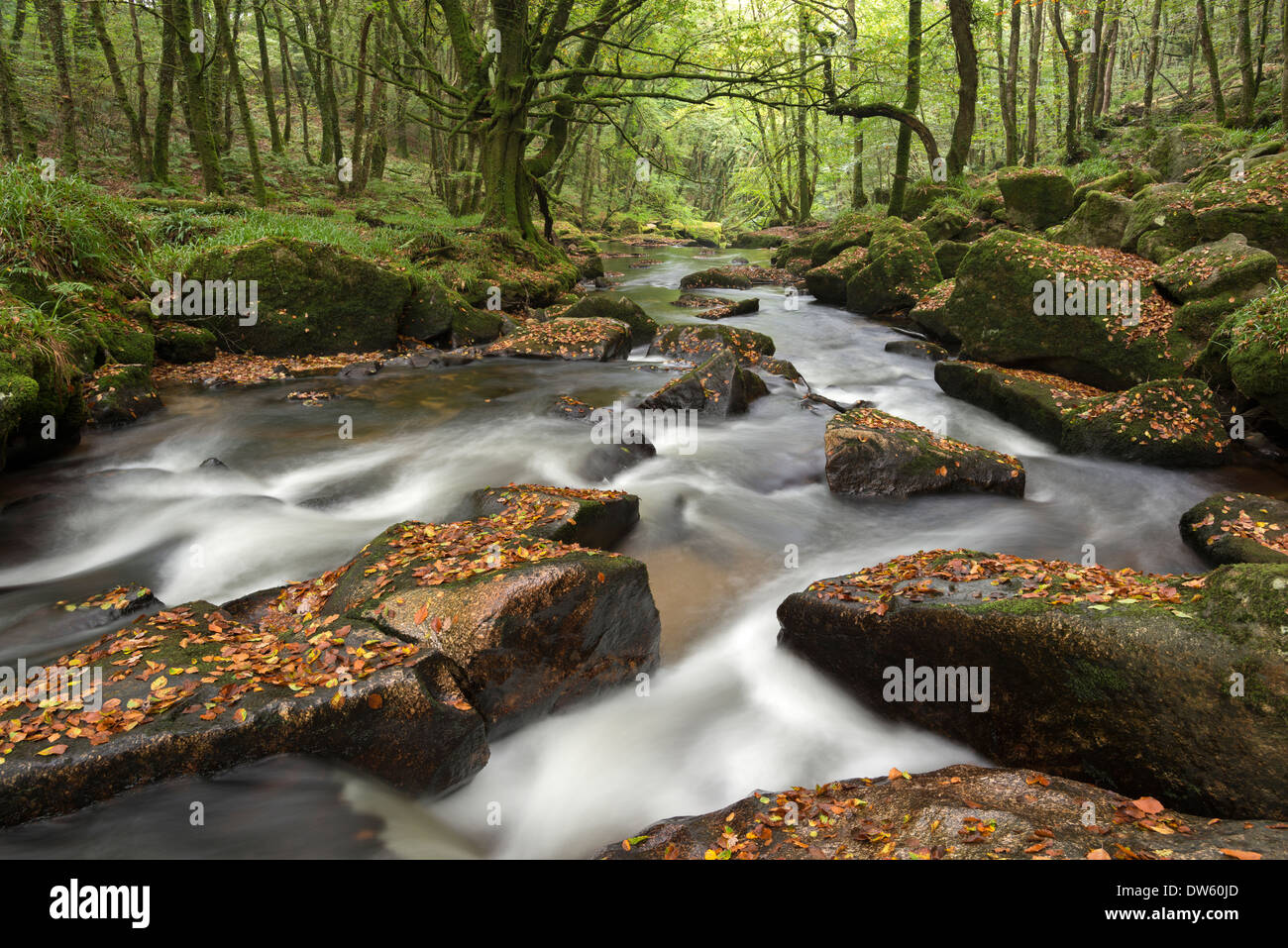 Río Fowey ruedan a través de rocas en Golitha Falls, Cornwall, Inglaterra. Otoño (septiembre de 2013). Foto de stock