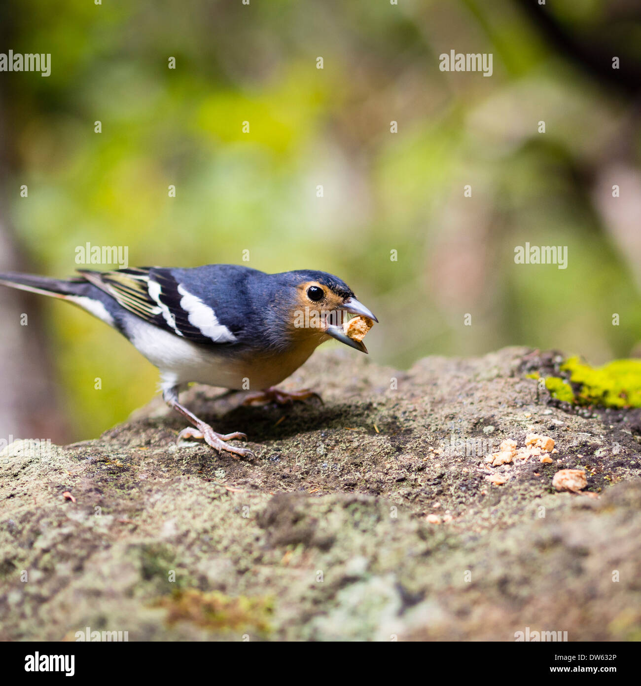 Un pinzón común (Fringilla coelebs) en el bosque de laurisilva de Los Tiles / Los Tilos en la isla canaria de La Palma. Foto de stock