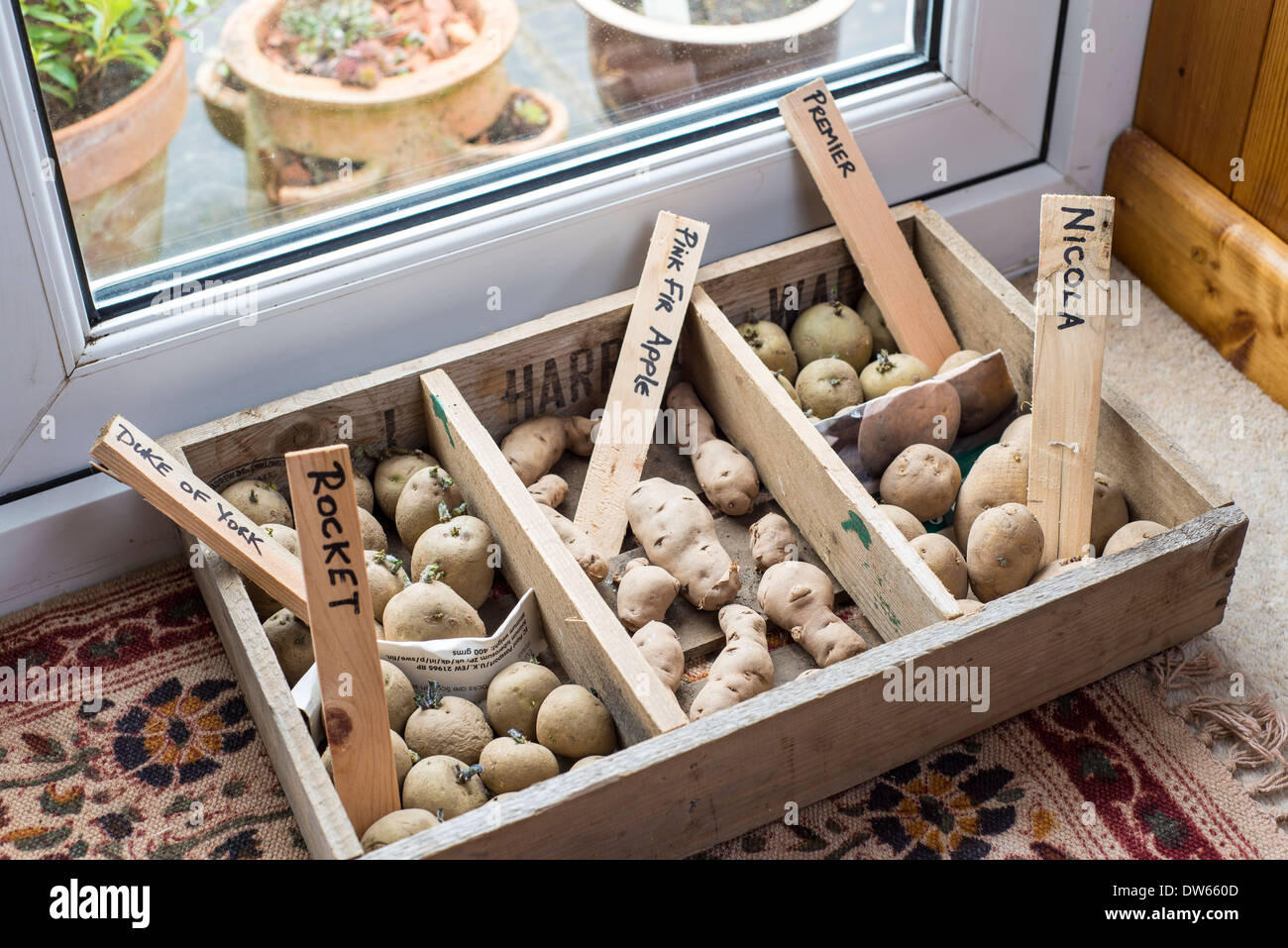 Las patatas de siembra en bandeja chitting lounge por ventanas francesas. Foto de stock