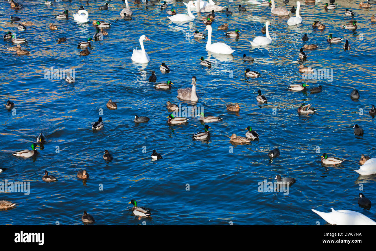Fondo natural con pájaros acuáticos en el agua Foto de stock