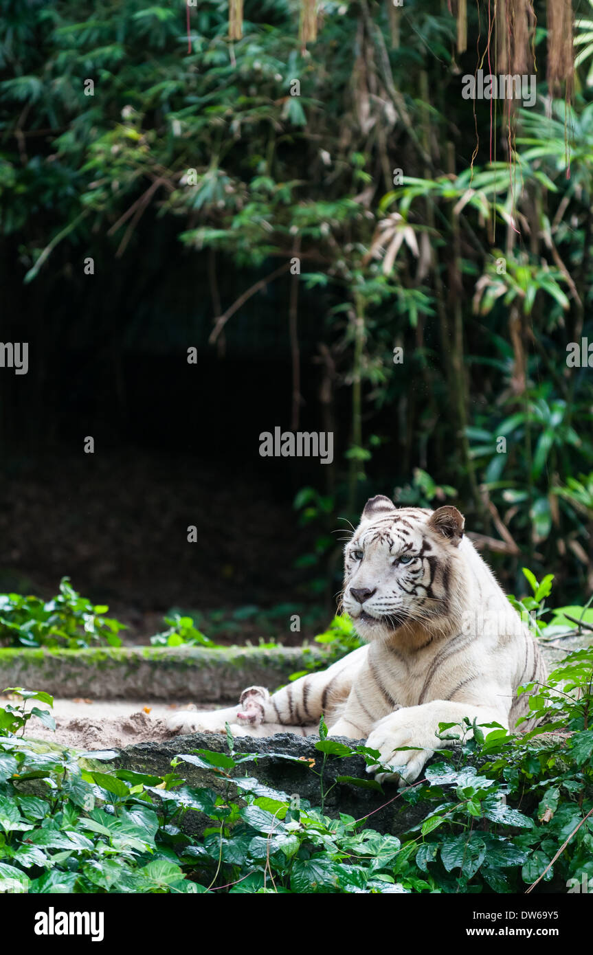 Blanco tigre de bengala en el Zoo de Singapur. Foto de stock