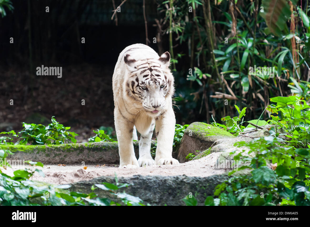 Tigre de bengala blanco fotografías e imágenes de alta resolución Alamy