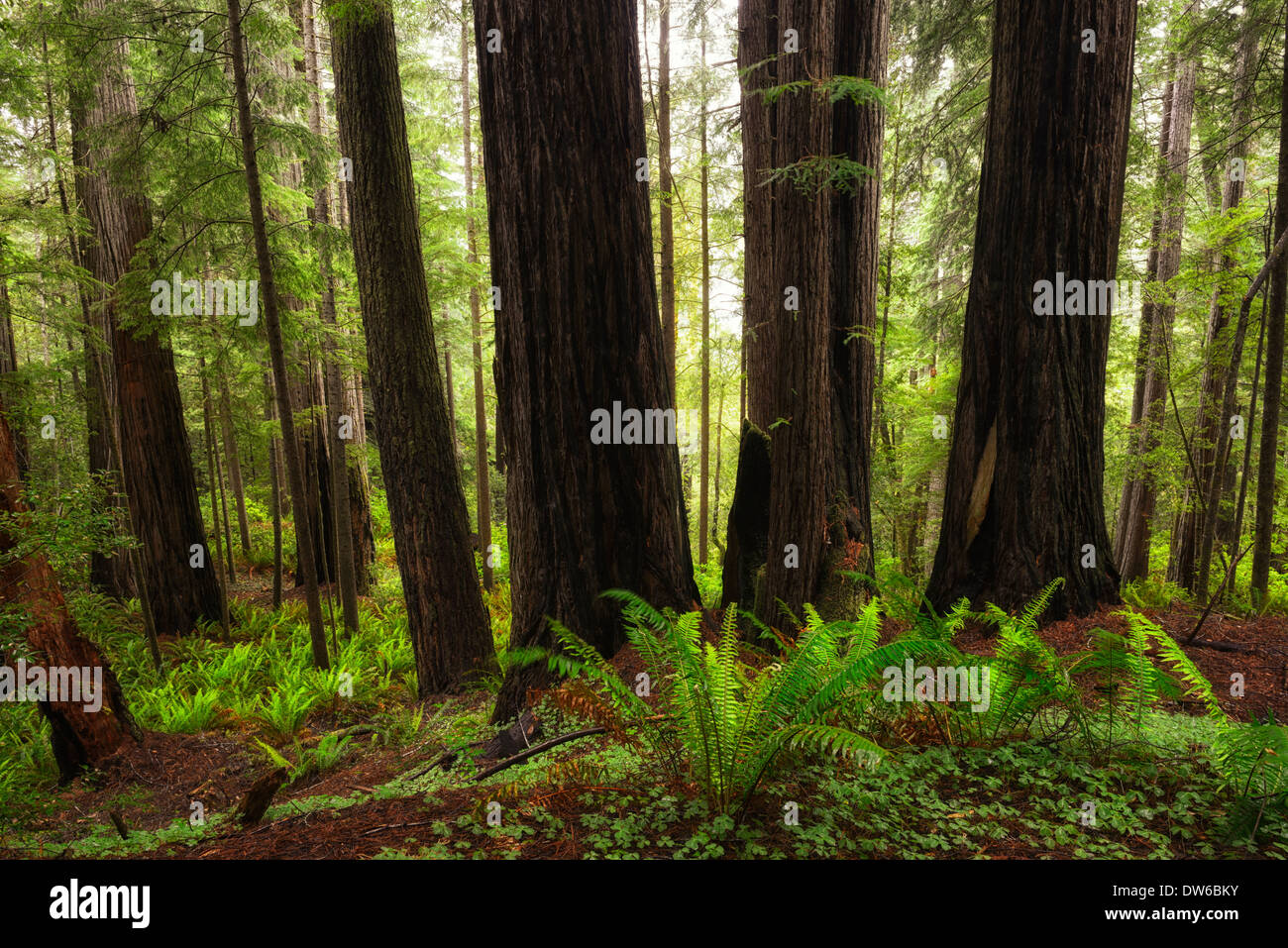Imponentes árboles secoya tronco costero del norte de crecimiento denso bosque de secuoyas floración resplandor del amanecer Foto de stock