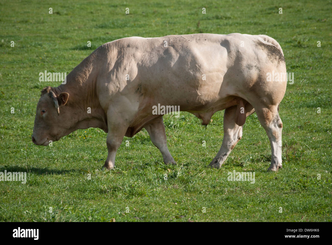 Una vaca grande fotografías e imágenes de alta resolución - Alamy