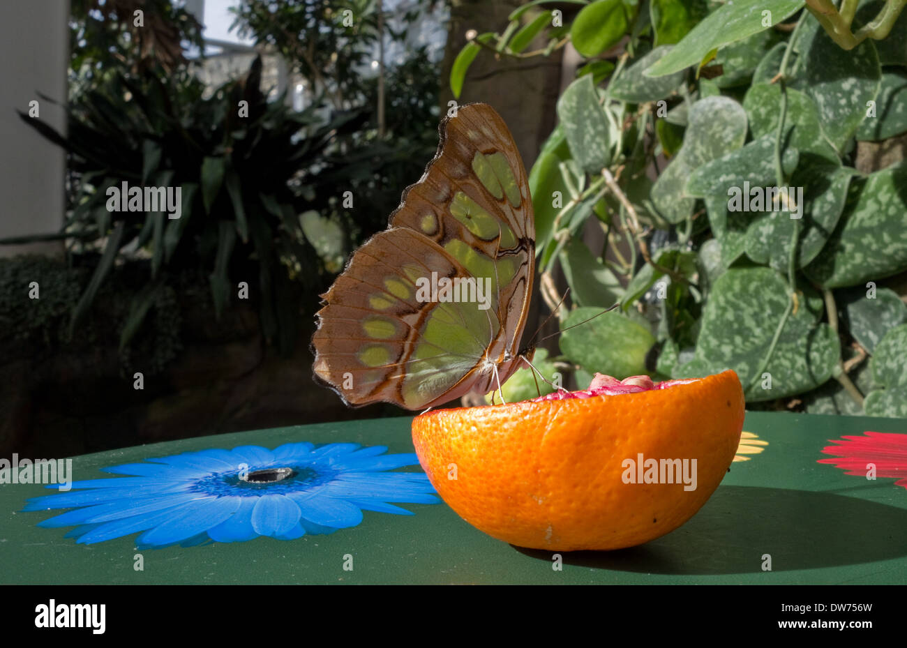 Malaquita mariposa sobre una naranja -1 Foto de stock