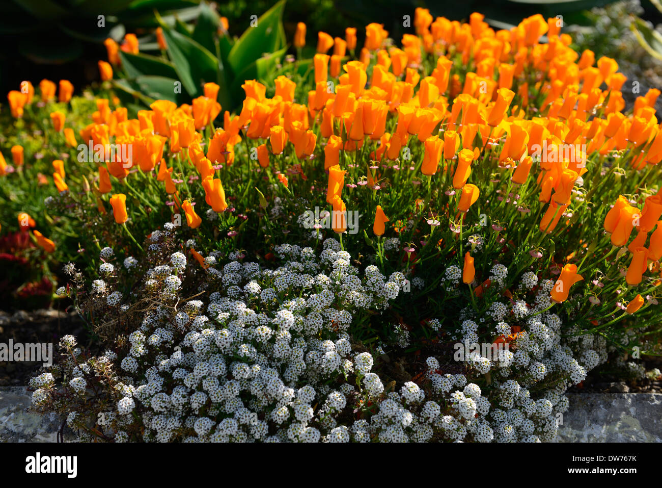 Alcatraz jardín AMAPOLA amapola de California Orange flores flor floración  isla cárcel penitenciaria color color colorido Fotografía de stock - Alamy