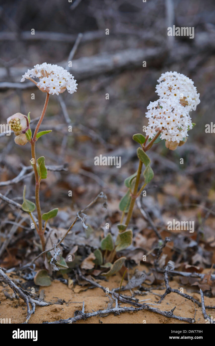 Fragante, Sand-Verbena Abronia fragrans Nutt, flores silvestres, el Parque Nacional de Zion, Utah, EE.UU. Foto de stock