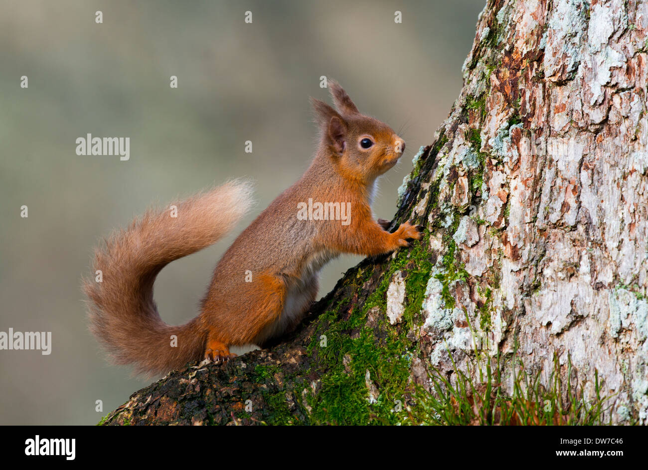 Una ardilla roja de pie en la parte inferior de un tronco de árbol mirando alerta Foto de stock