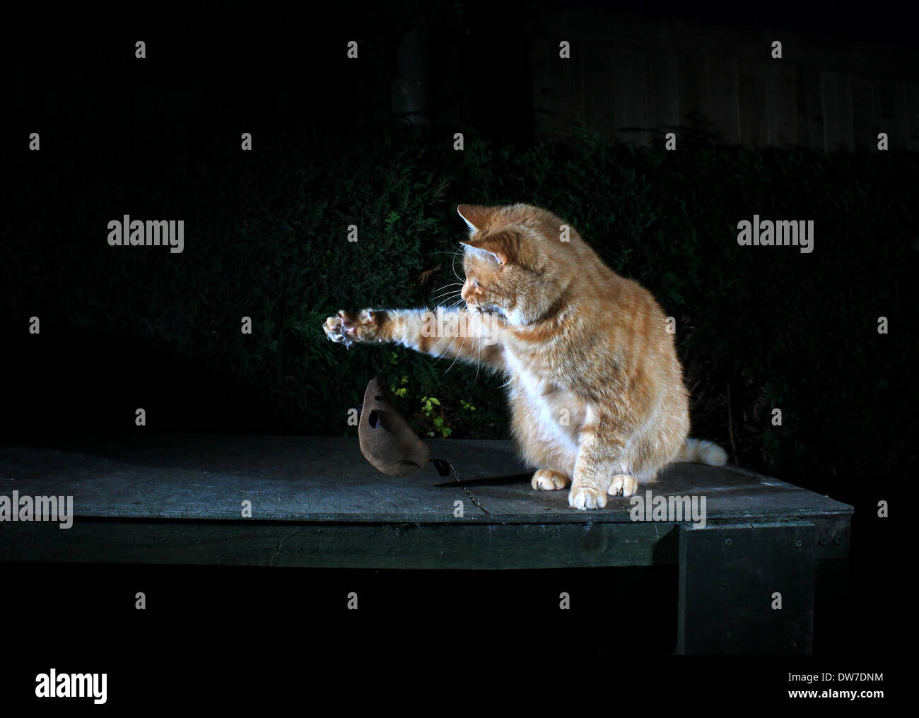 Jengibre Gato jugando con el ratón de juguete Foto de stock