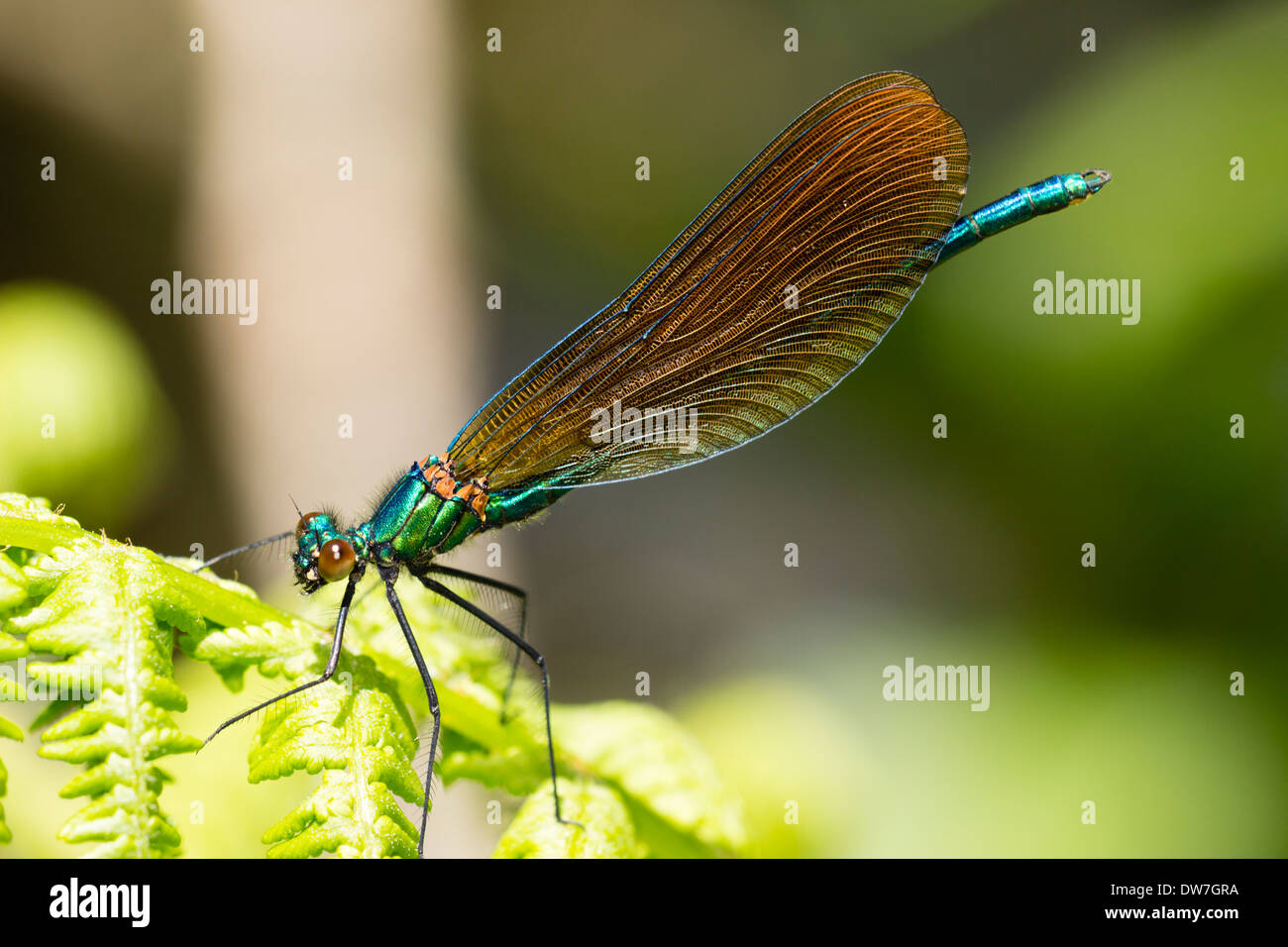 Macho inmaduro hermosa demoiselle, Calopteryx virgo, mostrando marrón más bien que irridescent Blue Wings Foto de stock