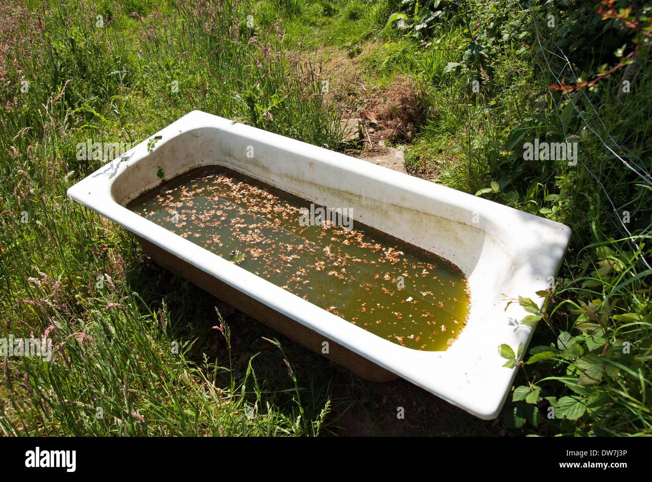 Una antigua bañera de metal utilizado para el abastecimiento de agua  potable para ganado y caballos en una zona rural presentada Fotografía de  stock - Alamy