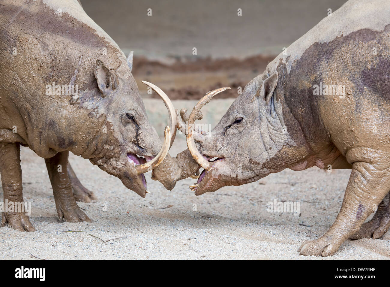 Babirusa Jabalí Deer-Pig par uno frente al otro en la batalla de Indonesia Closeup Retrato Foto de stock