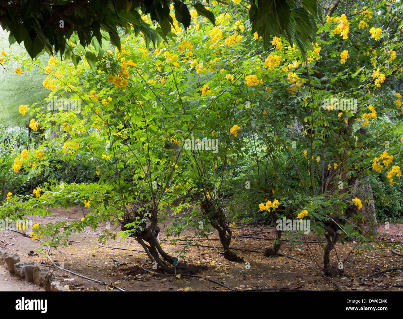 Florecimiento Cassia árbol. Cassia árbol en flor, Mallorca, Islas Baleares,  España en octubre Fotografía de stock - Alamy