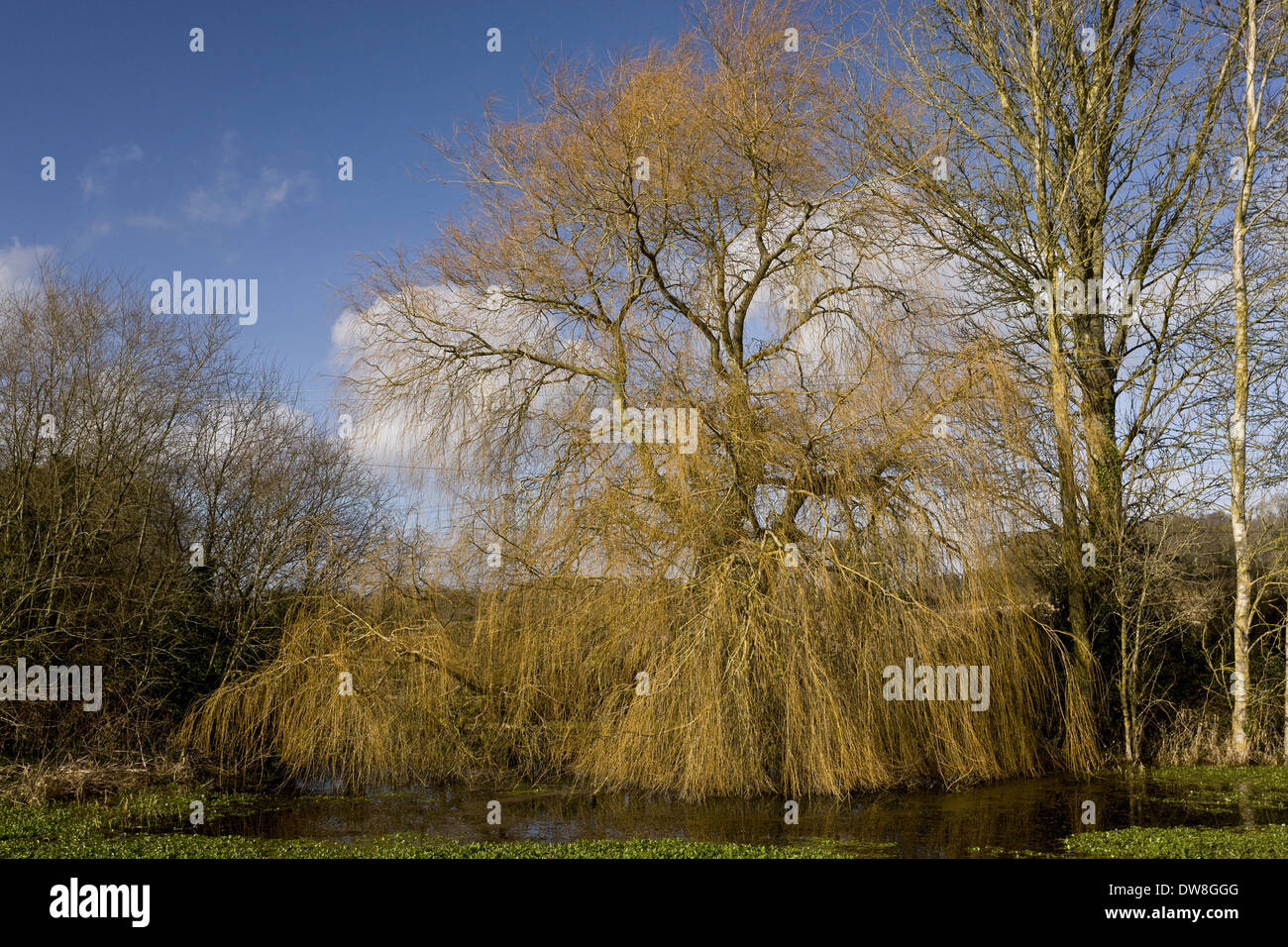 Sauce Llorón (Salix babylonica) Especies introducidas hábito árbol desnudo en invierno