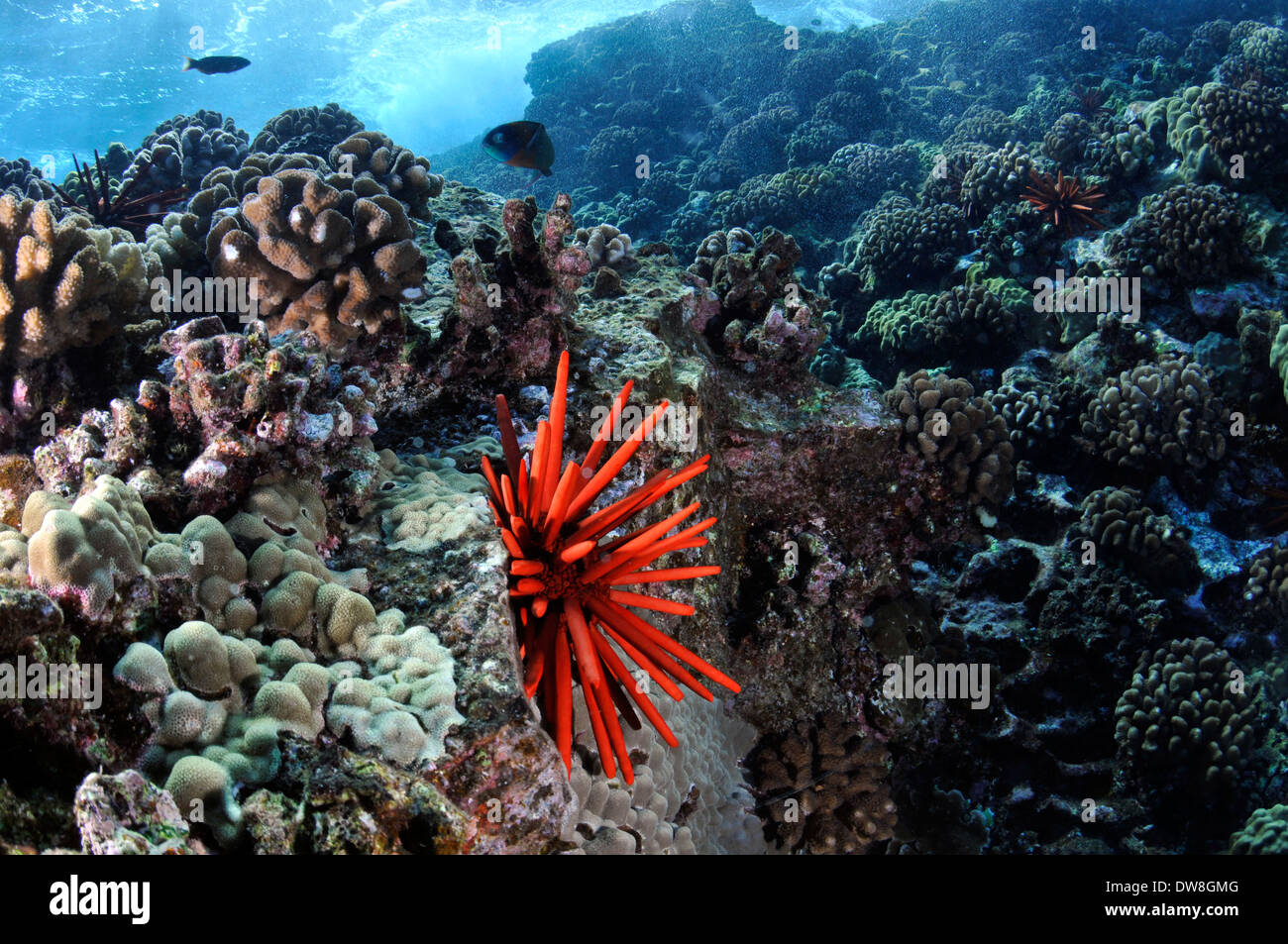 Arrecifes de coral sanos con un lápiz de pizarra roja urchin, Heterocentrotus mamillatus, Molokini, Maui, Hawaii, EE.UU. Foto de stock