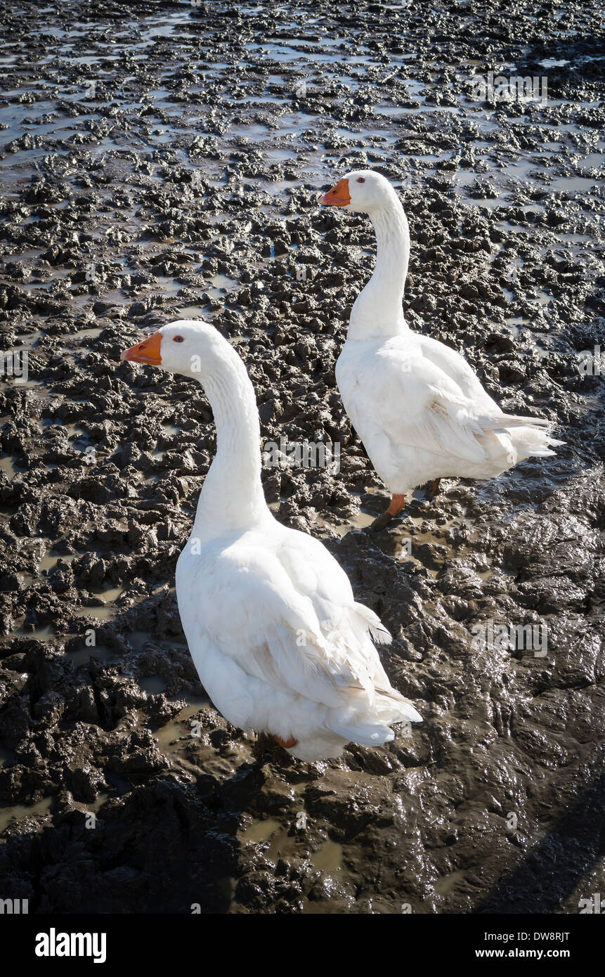 Dos gansos Embden blanco en el Reino Unido una vez inundado campo Foto de stock