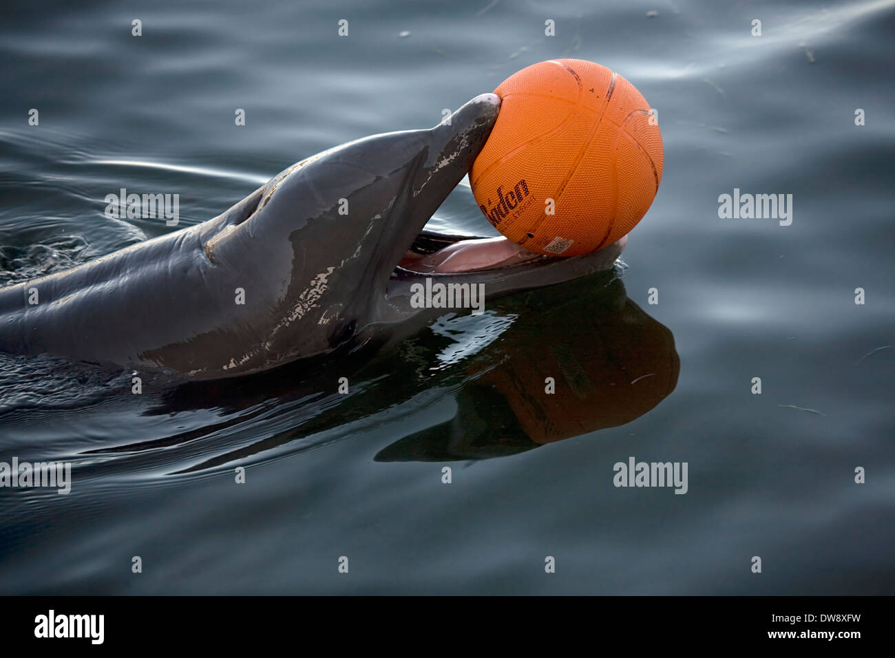 Delfín nariz de botella del Atlántico en play, el Dolphin Research Center, Grassy Key, cerca de Maratón, Florida, EE.UU. Foto de stock