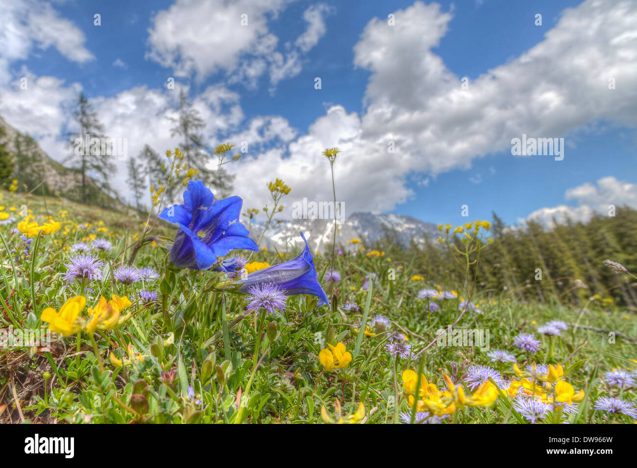 Blooming prados alpinos con Alpine genciana (Gentiana alpina) en la parte delantera, Montañas, Dachstein, Austria Salzburger Land Foto de stock