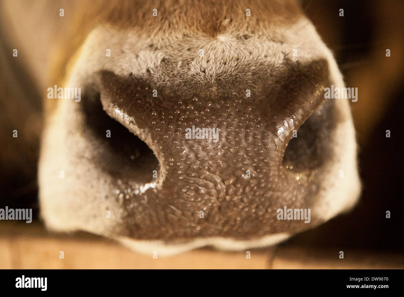 La nariz de un Austríaco, vacas Pardo Suizo, con cordones de agua Foto de stock