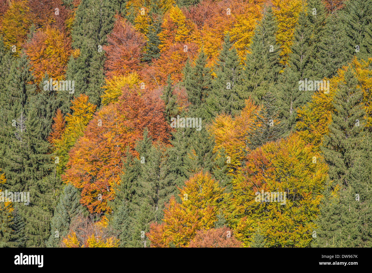 Bosque de otoño, Schliersee, Alta Baviera, Baviera, Alemania Foto de stock