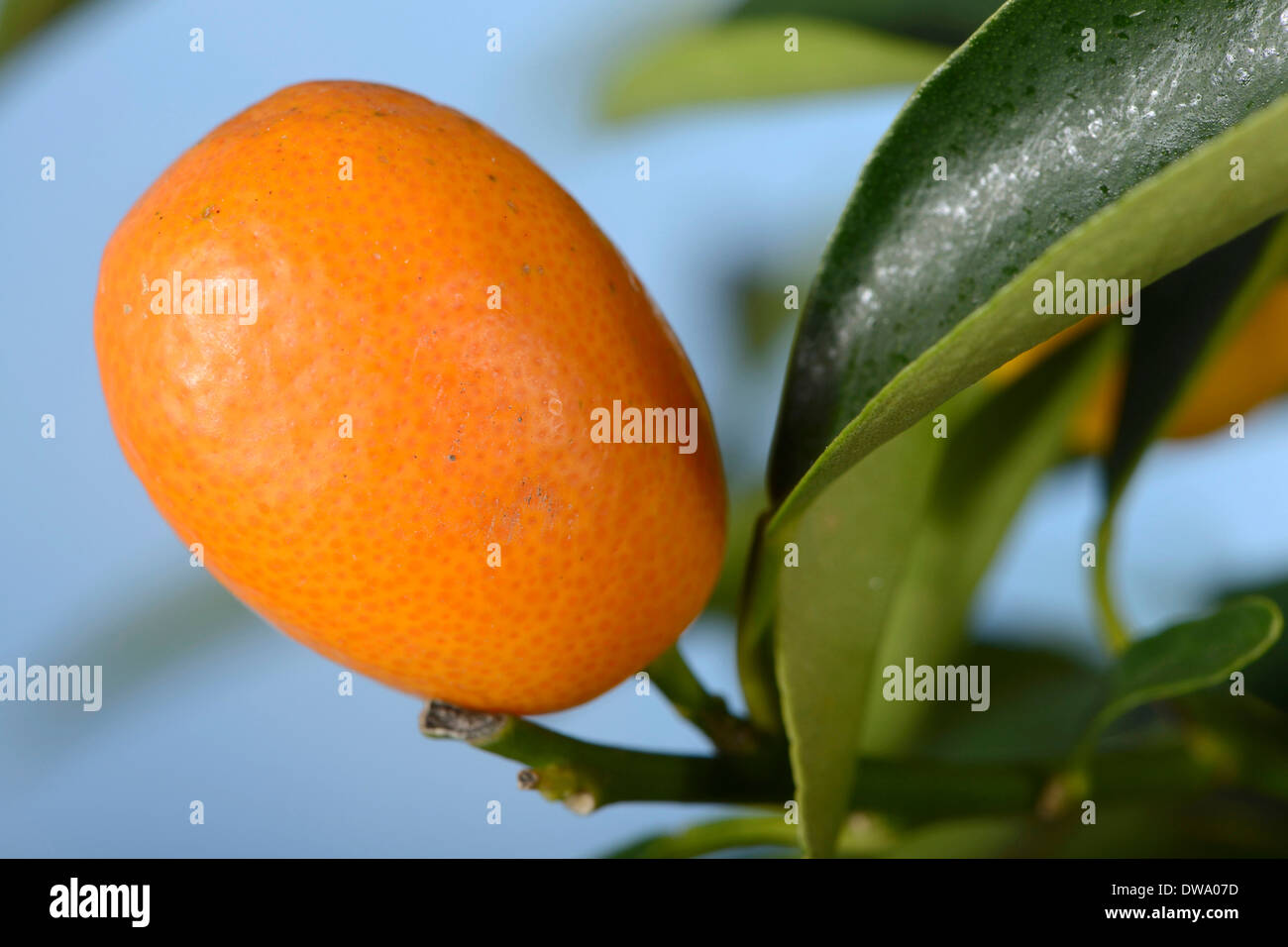 Kumquat plant fotografías e imágenes de alta resolución Alamy