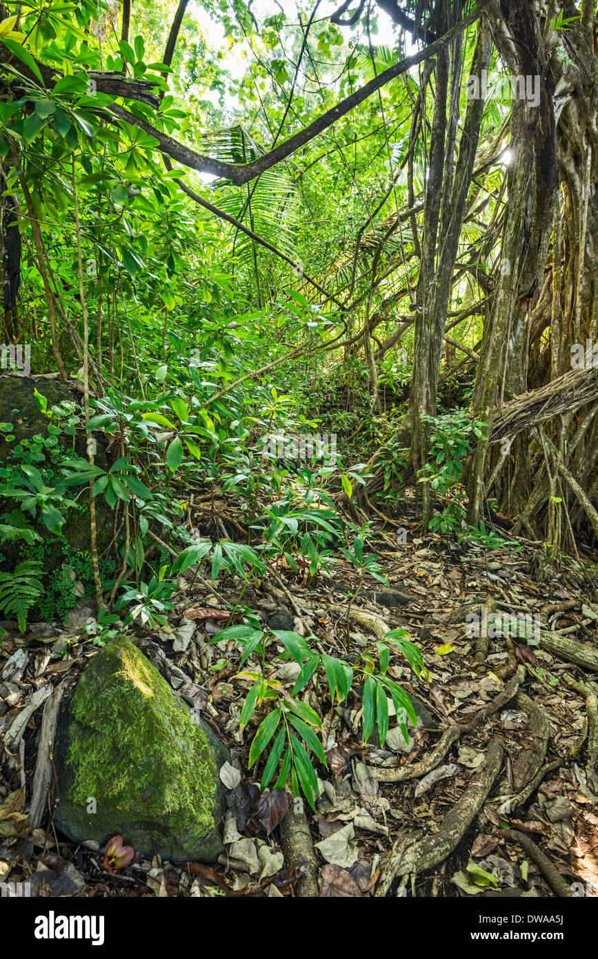 Las selvas de Nahiku en la isla de Maui, Hawai. Foto de stock