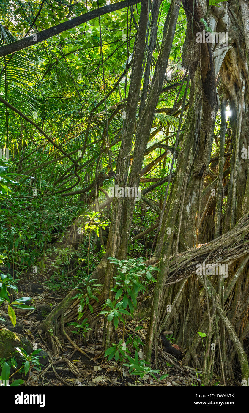 Las selvas de Nahiku en la isla de Maui, Hawai. Foto de stock