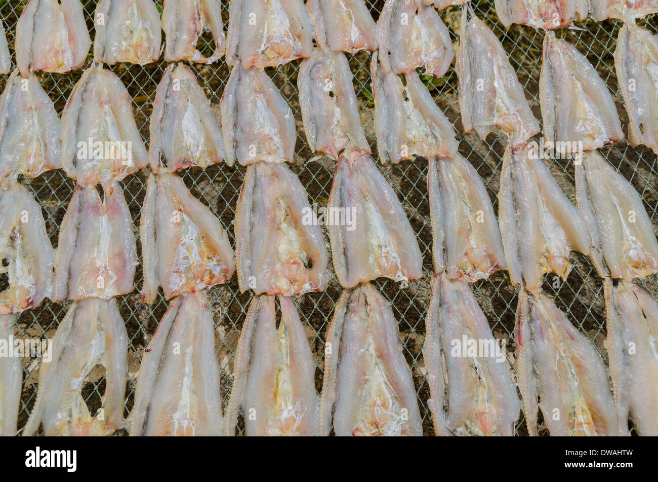 Secado de peces marinos por la luz del sol en el mar Foto de stock