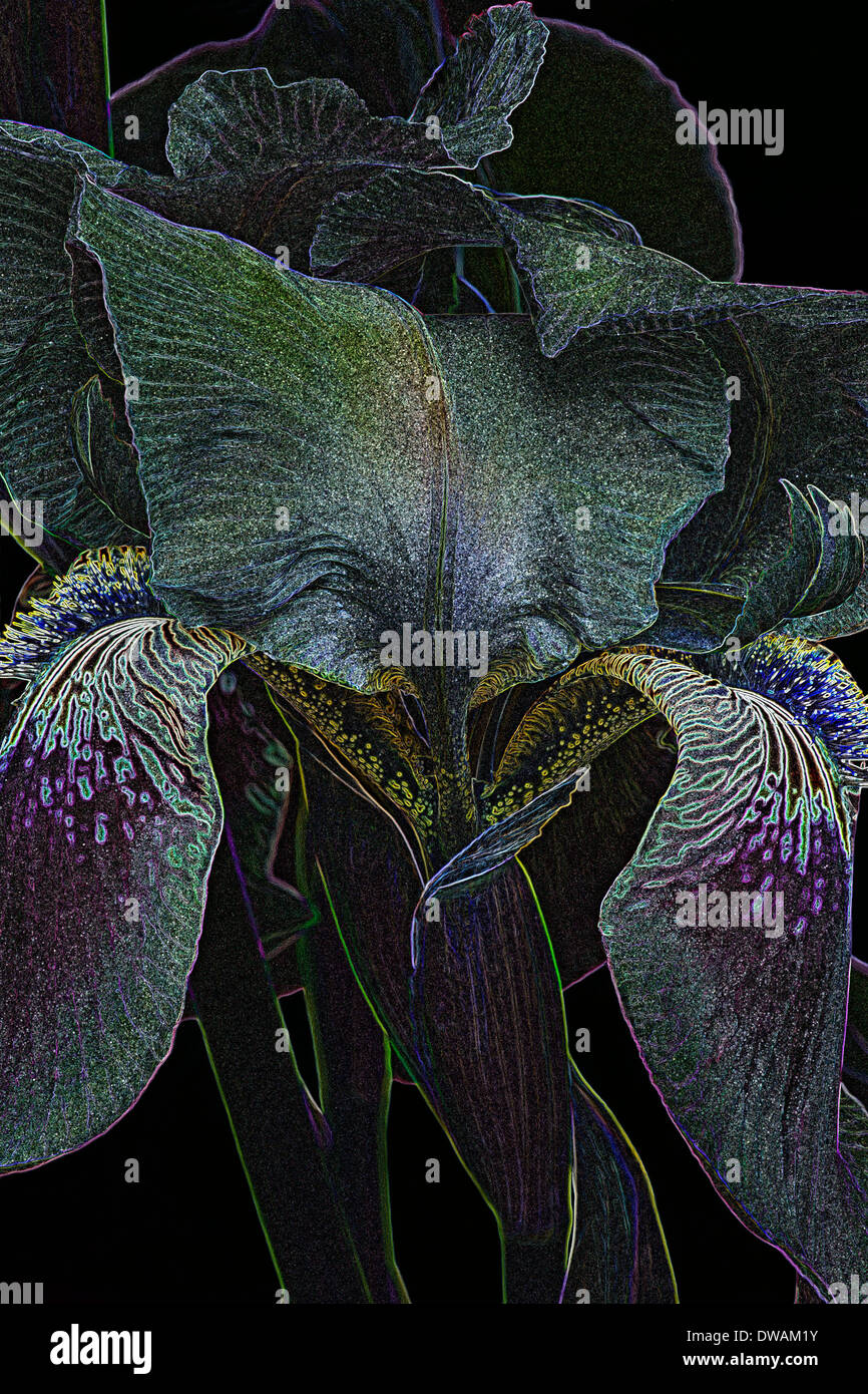 Efecto especial imagen de Iris (Iris germanica) x Foto de stock