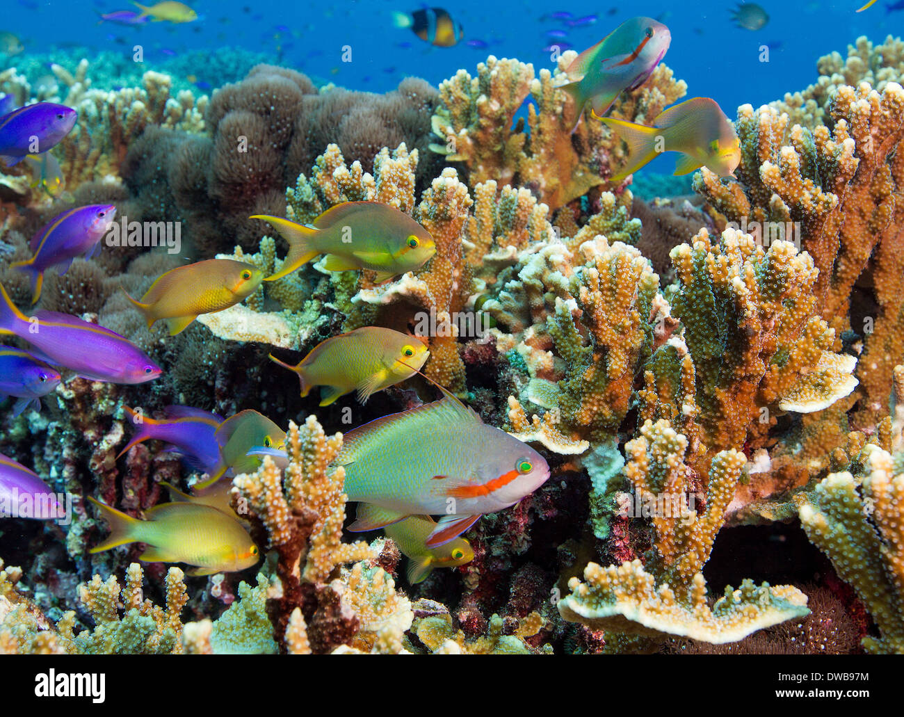 Coloridos arrecifes escena. Foto de stock