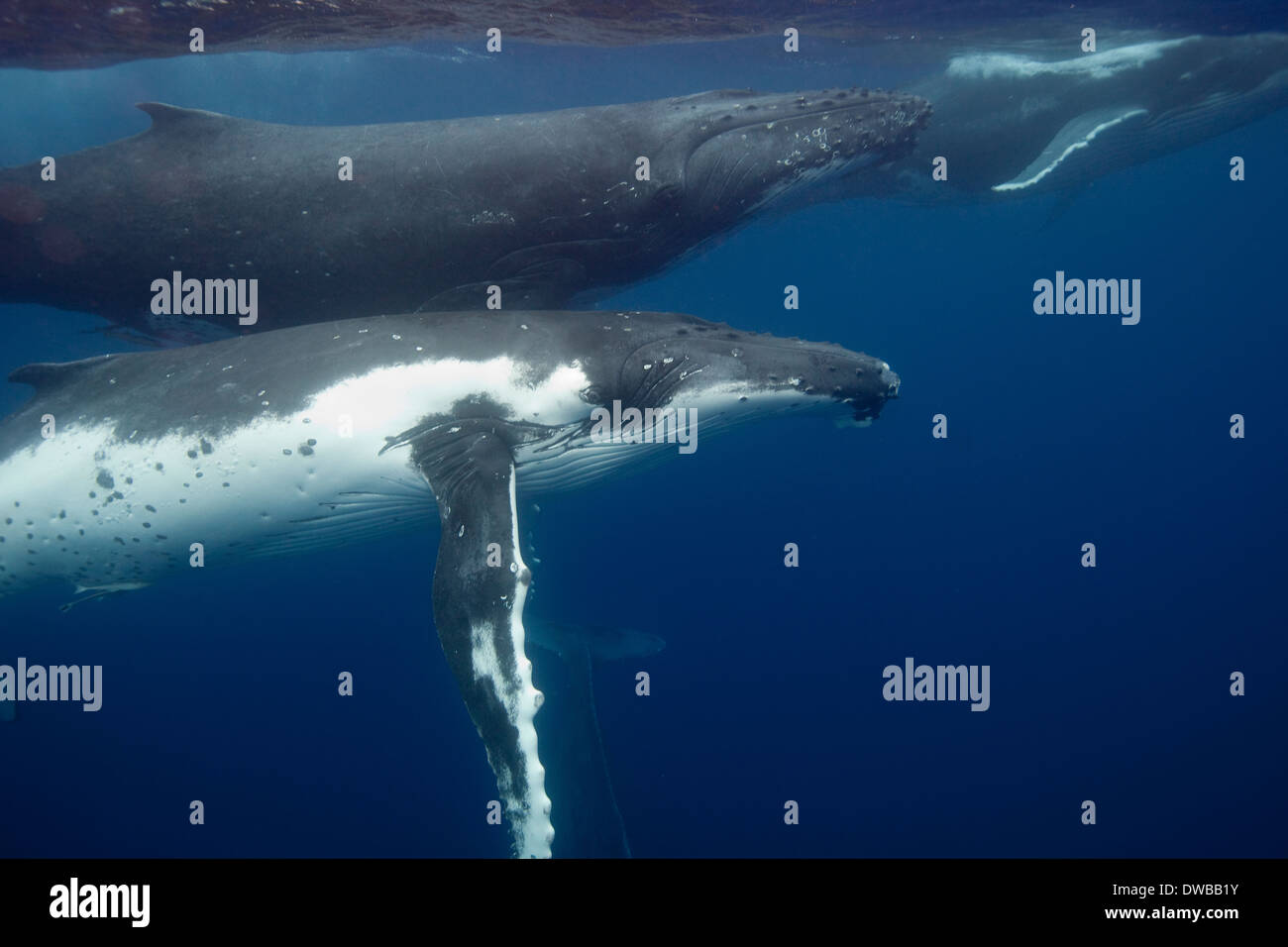 Underwater ver ballenas jorobadas. Foto de stock